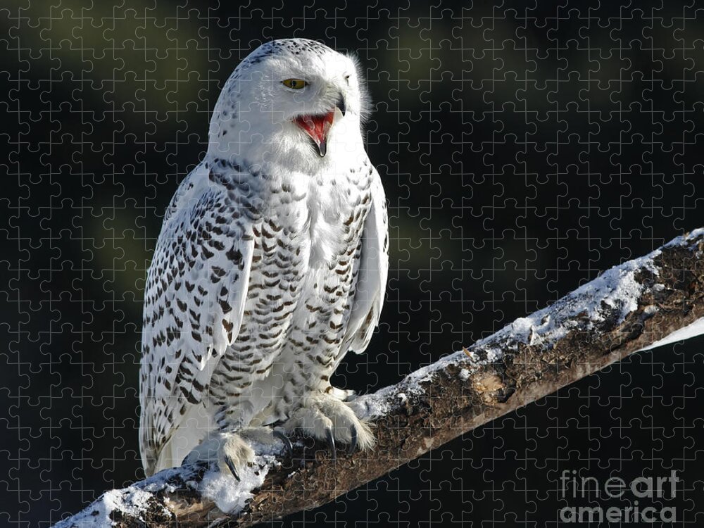 Yawning / Smiling In Art/Canvas Print Home Decor Poster Wall Art Snowy Owl